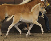Siegerhengstfohlen Haflinger v. Stradino ad Mona Lisa.